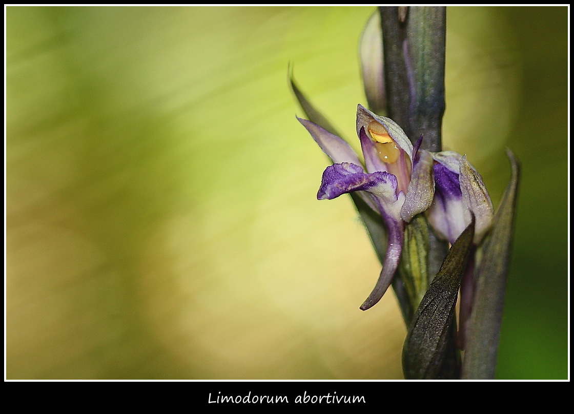 Orchidee dall''alto Friuli